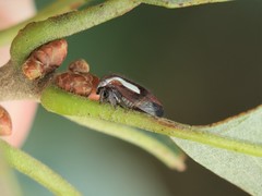 Ophiderma flavicephala