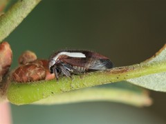 Ophiderma flavicephala