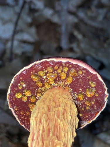 Frost's Bolete