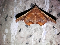 Episparis tortuosalis