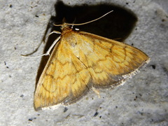 Ecpyrrhorrhoe rubiginalis