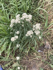 Achillea alpina camtschatica