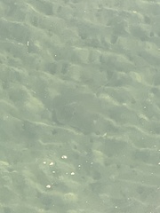 Trygonoptera testacea