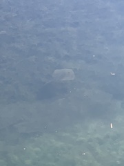 Trygonoptera testacea