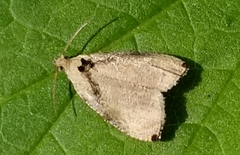 Olethreutes exoletum