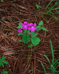 Oxalis macrocarpa