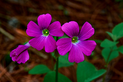 Oxalis macrocarpa