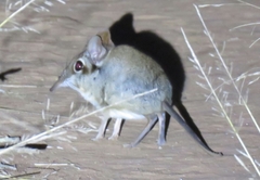 Petrodromus tetradactylus