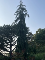 Cupressus cashmeriana