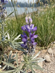 Lupinus obtusilobus