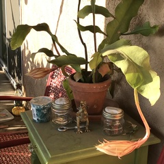 Epiphyllum oxypetalum