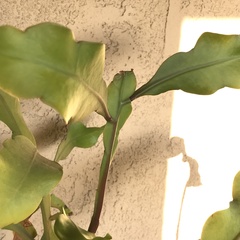 Epiphyllum oxypetalum
