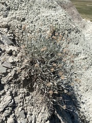 Eriogonum pauciflorum