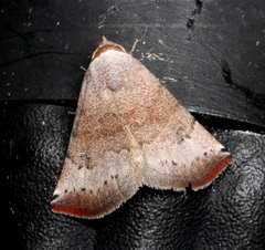 Mataeomera mesotaenia