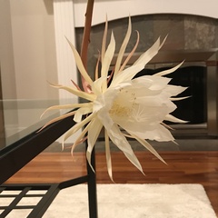 Epiphyllum oxypetalum