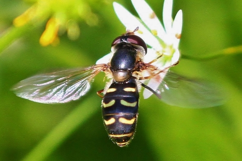 Common Loopwing Aphideater