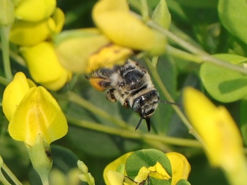 Common Long-horned Bee