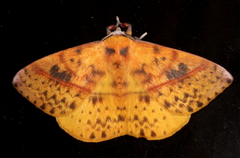 Anthela excellens