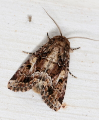 Spodoptera umbraculata