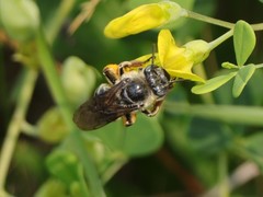 Melissodes communis communis