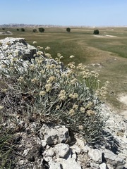 Eriogonum pauciflorum