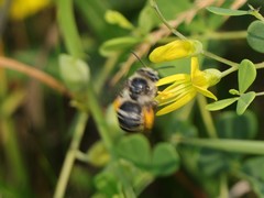 Melissodes communis communis