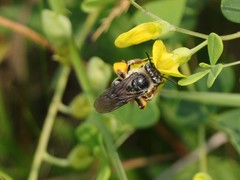 Melissodes communis communis