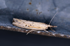 Fissicrambus quadrinotellus