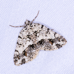 Macaria graphidaria