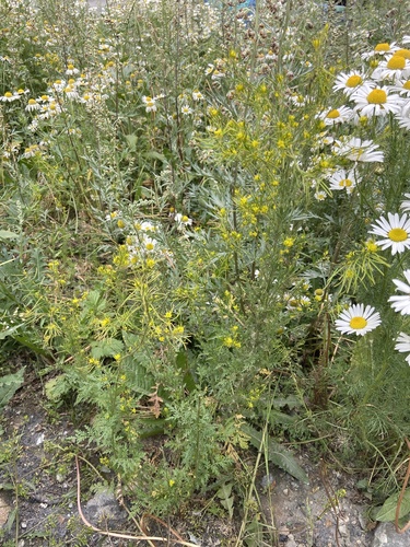 Northern tansymustard (Descurainia sophioides)