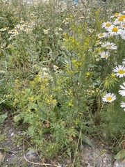 Descurainia sophioides