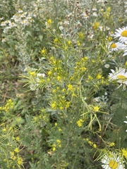 Descurainia sophioides