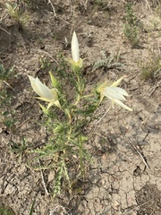 Mentzelia decapetala