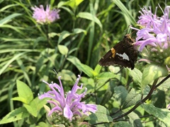 Epargyreus clarus
