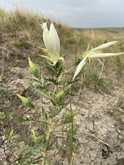 Mentzelia decapetala