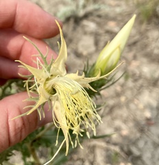 Mentzelia decapetala