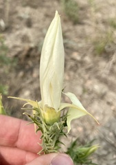 Mentzelia decapetala