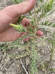 Mentzelia decapetala