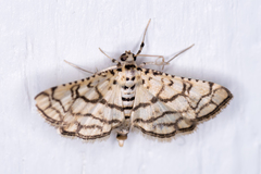 Hileithia rehamalis