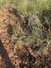 Astragalus gracilis