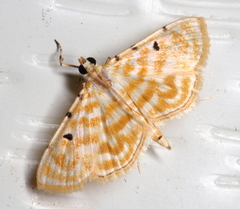 Notarcha aurolinealis