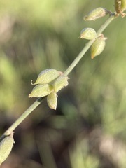 Astragalus gracilis