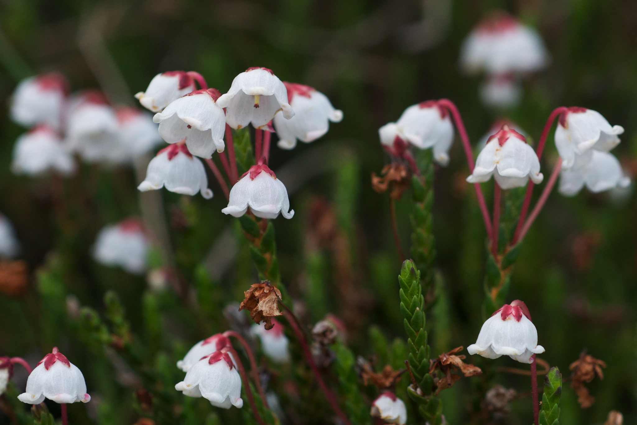 Cassiope