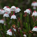 Western Moss-Heather - Photo (c) Eric in SF, some rights reserved (CC BY-NC-ND)