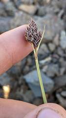 Carex albonigra