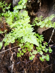 Cystopteris fragilis apiiformis