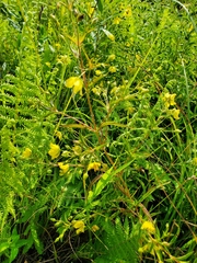 Lysimachia quadriflora