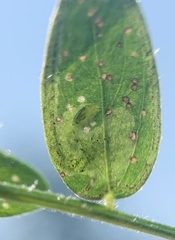 Phytoliriomyza viciae