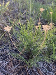Musineon tenuifolium