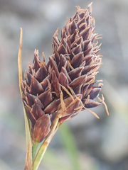 Carex albonigra